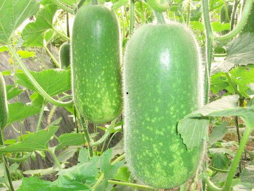 吃瓜大瓜事件 独家爆料文轩,独家揭秘文轩背后的惊人真相