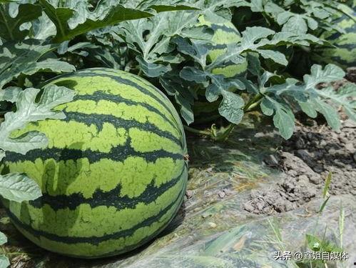 热门大瓜有哪些,揭秘明星幕后故事