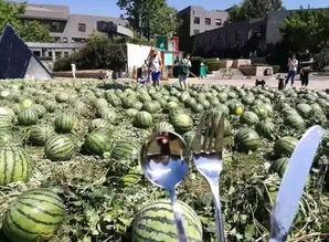 北京朝阳吃瓜,瓜界风云录，美食地图大揭秘